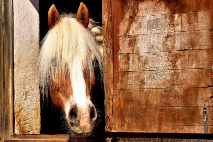 Pferd, pixabay-horse-2196654